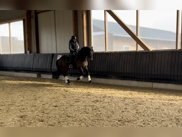 PRE Wallach 6 Jahre 164 cm Dunkelbrauner in Berschweiler