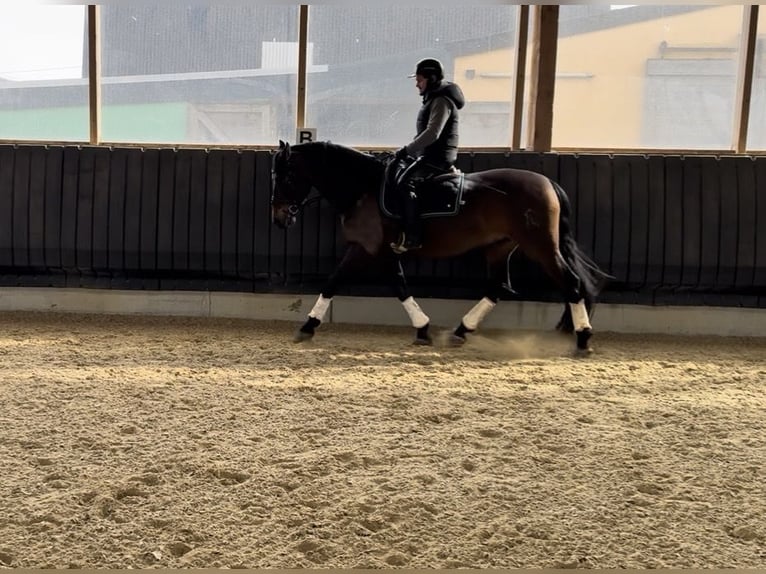 PRE Wallach 6 Jahre 164 cm Dunkelbrauner in Berschweiler