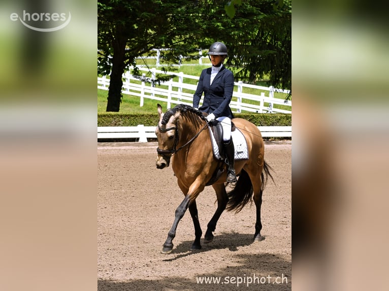 PRE Mix Wallach 6 Jahre 164 cm Falbe in Founex