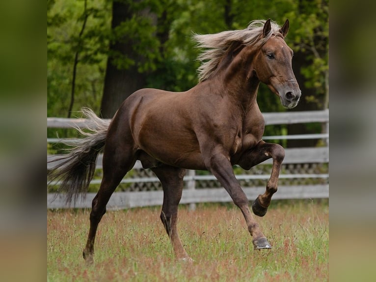 PRE Mix Wallach 6 Jahre 164 cm Palomino in Boxtel