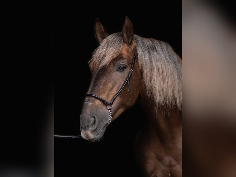 PRE Mix Wallach 6 Jahre 164 cm Palomino in Boxtel