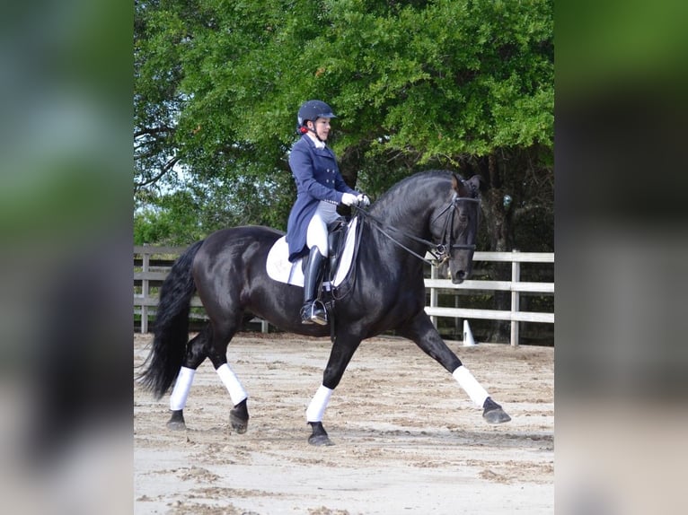 PRE Mix Wallach 6 Jahre 164 cm Rappe in Sch&#xFC;lp bei Nortorf