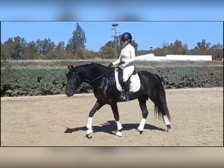 PRE Mix Wallach 6 Jahre 164 cm Rappe in Huelva