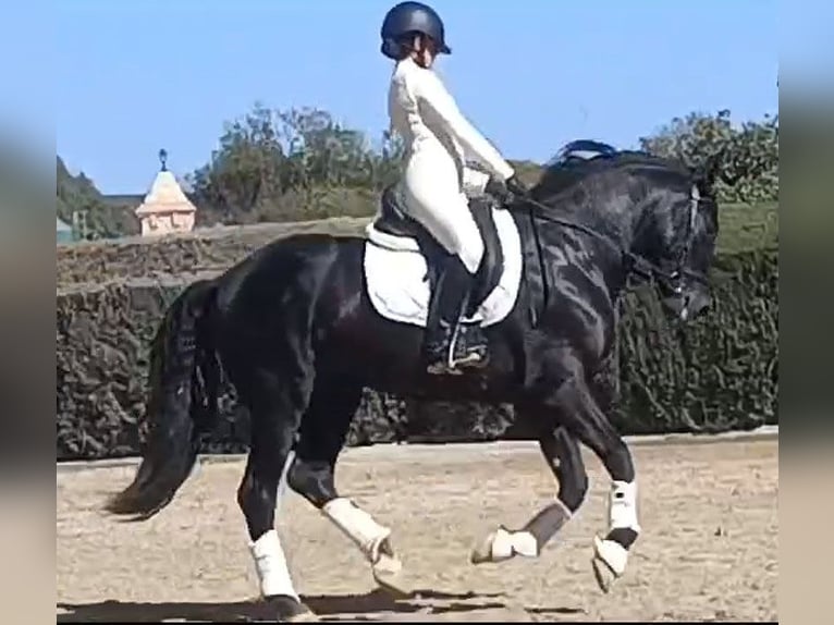 PRE Mix Wallach 6 Jahre 164 cm Rappe in Huelva