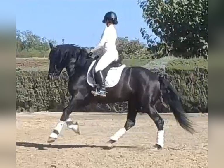 PRE Mix Wallach 6 Jahre 164 cm Rappe in Huelva
