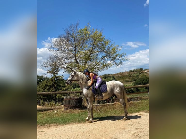 PRE Mix Wallach 6 Jahre 164 cm Schimmel in Tordera