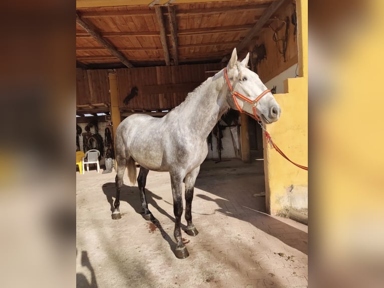 PRE Mix Wallach 6 Jahre 164 cm Schimmel in Tordera