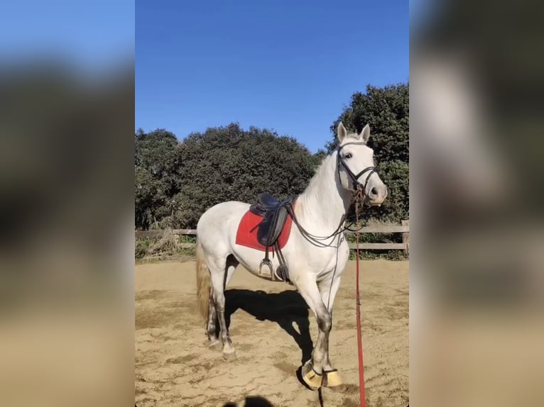 PRE Mix Wallach 6 Jahre 164 cm Schimmel in Tordera