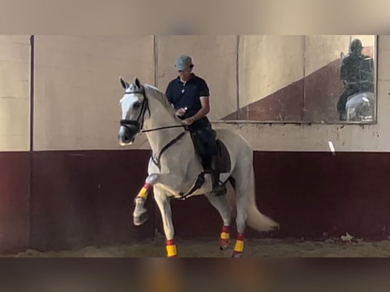 PRE Mix Wallach 6 Jahre 164 cm Schimmel in Tordera