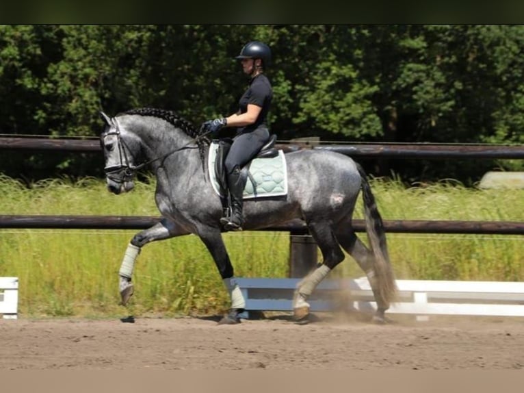 PRE Mix Wallach 6 Jahre 164 cm Schimmel in Neustadt (Wied)