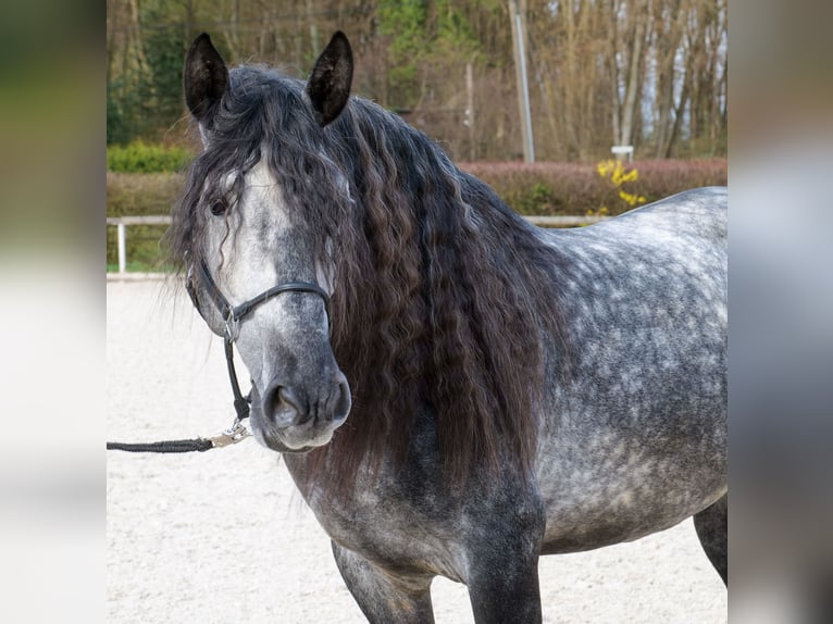 PRE Mix Wallach 6 Jahre 164 cm Schimmel in Neustadt (Wied)