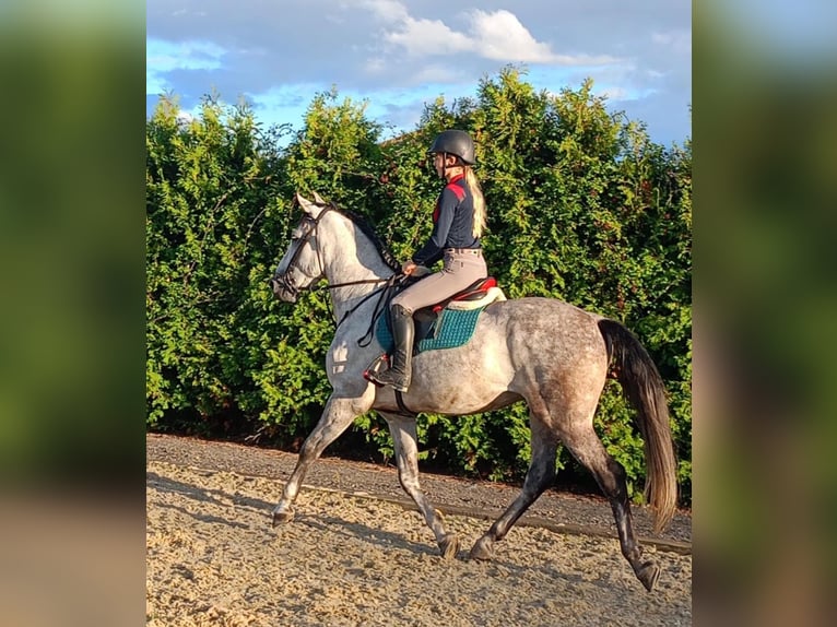 PRE Mix Wallach 6 Jahre 164 cm Schimmel in Kochanowo