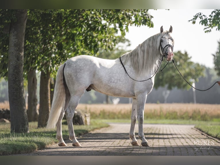 PRE Wallach 6 Jahre 164 cm Schimmel in Gefrees