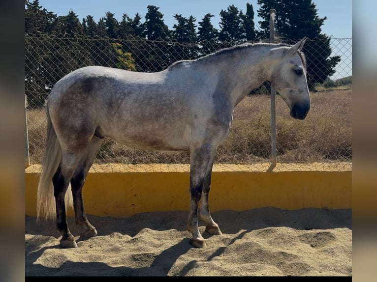 PRE Mix Wallach 6 Jahre 164 cm Schimmel in Barcelona