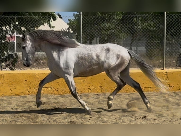 PRE Mix Wallach 6 Jahre 164 cm Schimmel in Barcelona