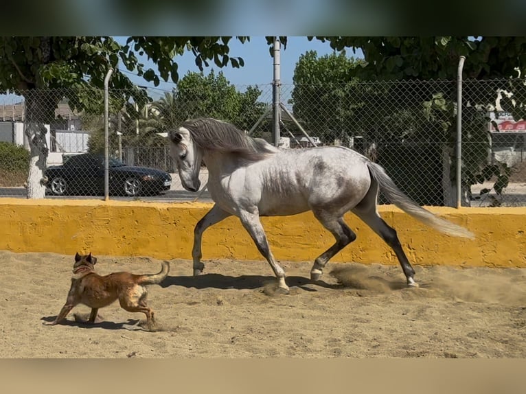 PRE Mix Wallach 6 Jahre 164 cm Schimmel in Barcelona