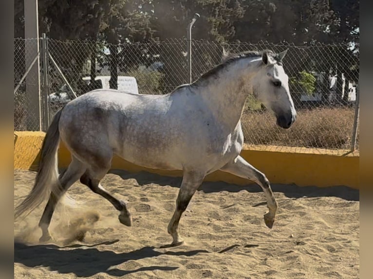 PRE Mix Wallach 6 Jahre 164 cm Schimmel in Barcelona