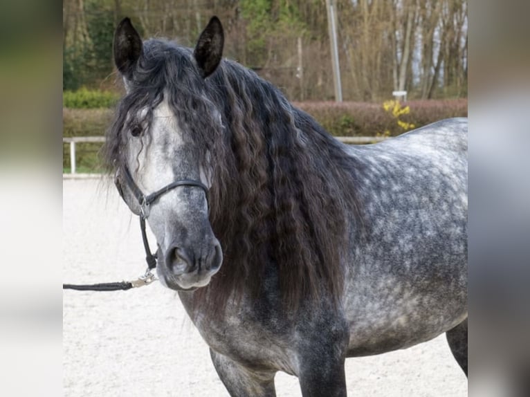 PRE Wallach 6 Jahre 164 cm Schimmel in Magdeburg