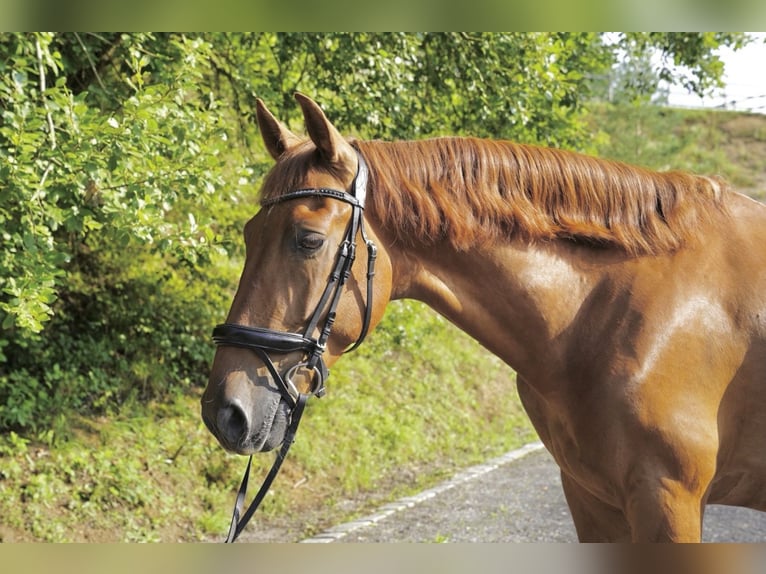 PRE Mix Wallach 6 Jahre 165 cm Brauner in F&#xFC;rth