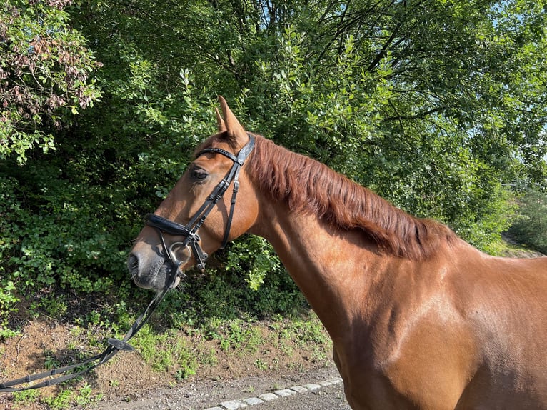 PRE Mix Wallach 6 Jahre 165 cm Brauner in F&#xFC;rth