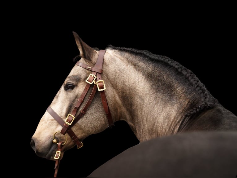 PRE Mix Wallach 6 Jahre 165 cm Buckskin in Dessel