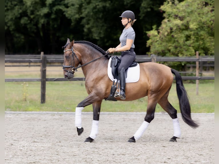 PRE Wallach 6 Jahre 165 cm Dunkelbrauner in Dorsten