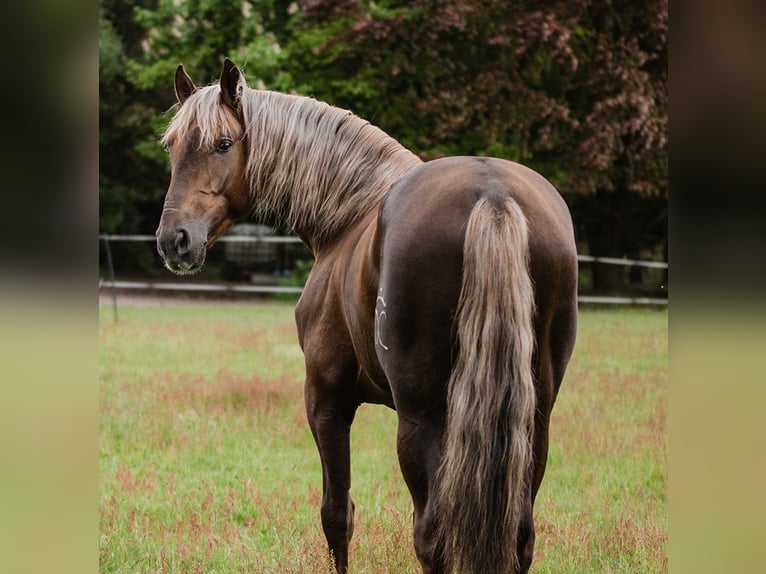 PRE Mix Wallach 6 Jahre 165 cm Palomino in Comberbach