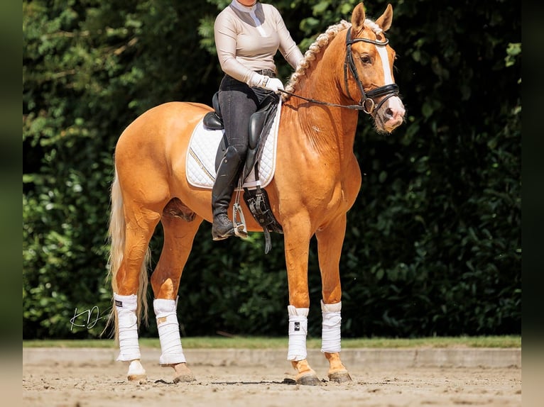PRE Wallach 6 Jahre 165 cm Palomino in Sankt Katharinen