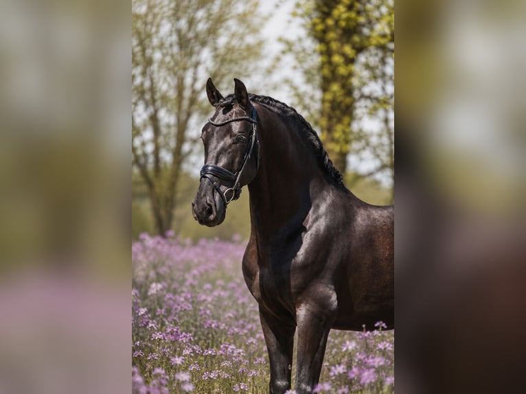 PRE Mix Wallach 6 Jahre 165 cm Rappe in Grebenhain