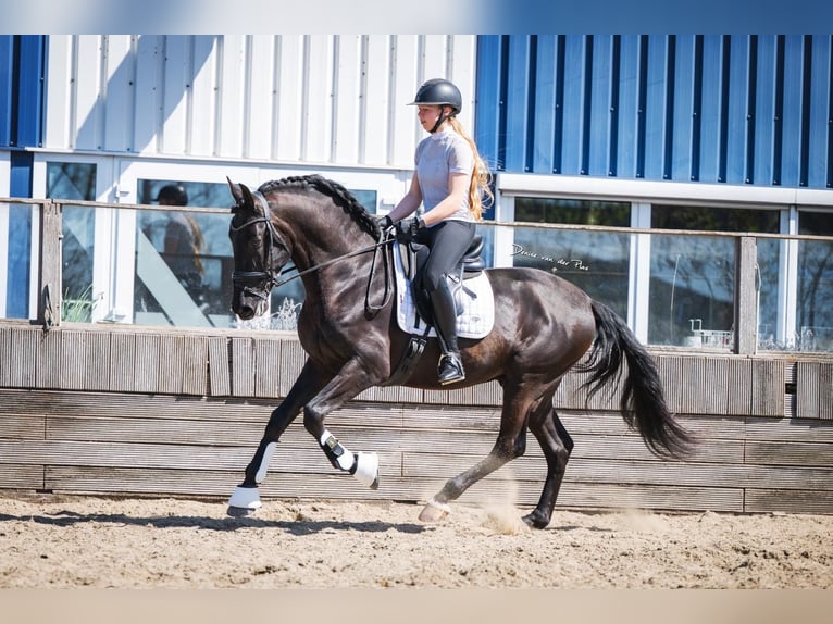 PRE Mix Wallach 6 Jahre 165 cm Rappe in Poeldijk