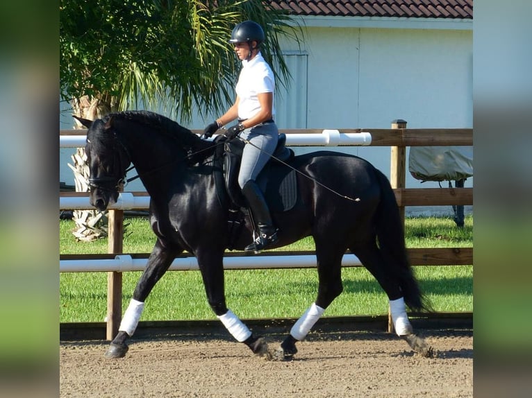 PRE Mix Wallach 6 Jahre 165 cm Rappe in Haan