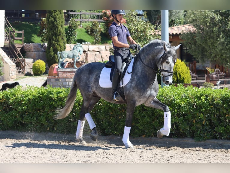 PRE Wallach 6 Jahre 165 cm Schimmel in Oberdorf NW