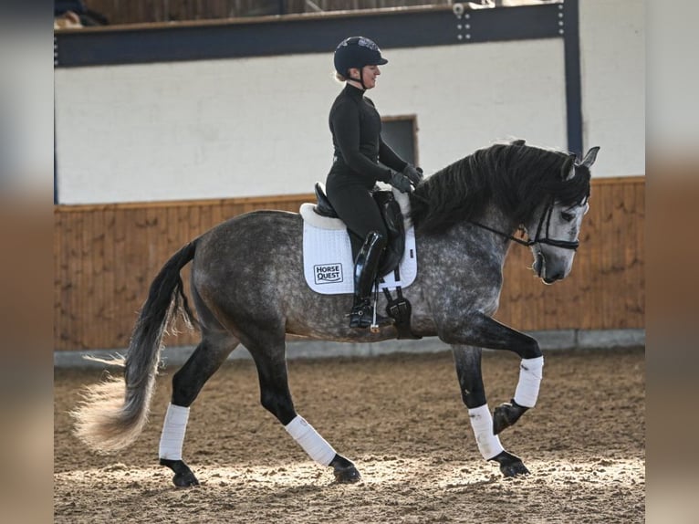 PRE Mix Wallach 6 Jahre 165 cm Schimmel in Steuden