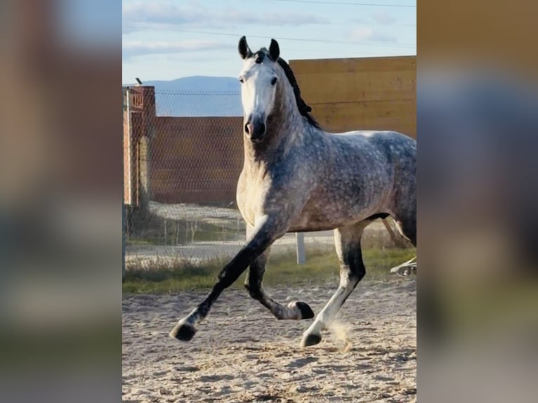 PRE Mix Wallach 6 Jahre 165 cm Schimmel in Talarrubias