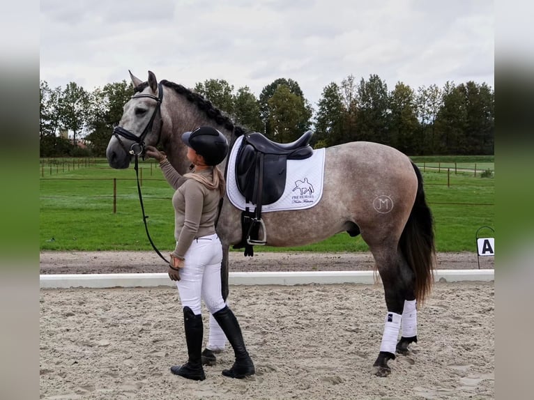 PRE Mix Wallach 6 Jahre 165 cm Schimmel in Schneverdingen