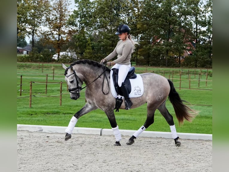 PRE Mix Wallach 6 Jahre 165 cm Schimmel in Schneverdingen
