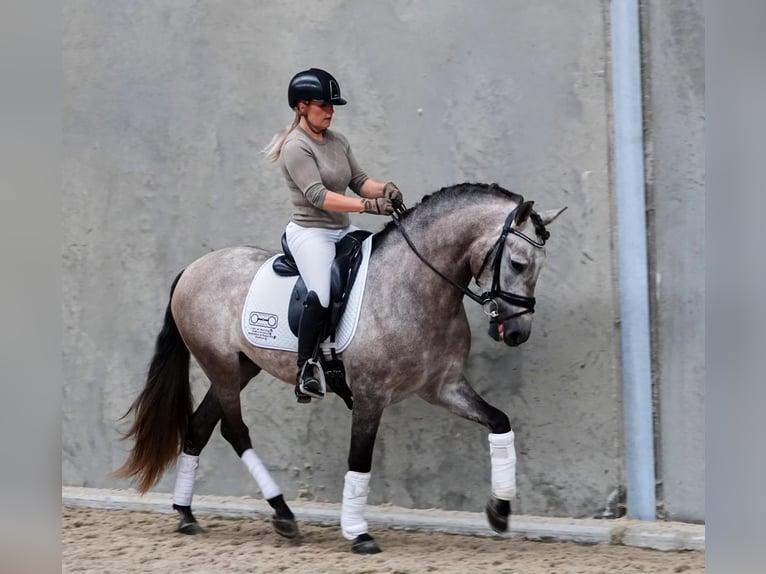 PRE Mix Wallach 6 Jahre 165 cm Schimmel in Schneverdingen