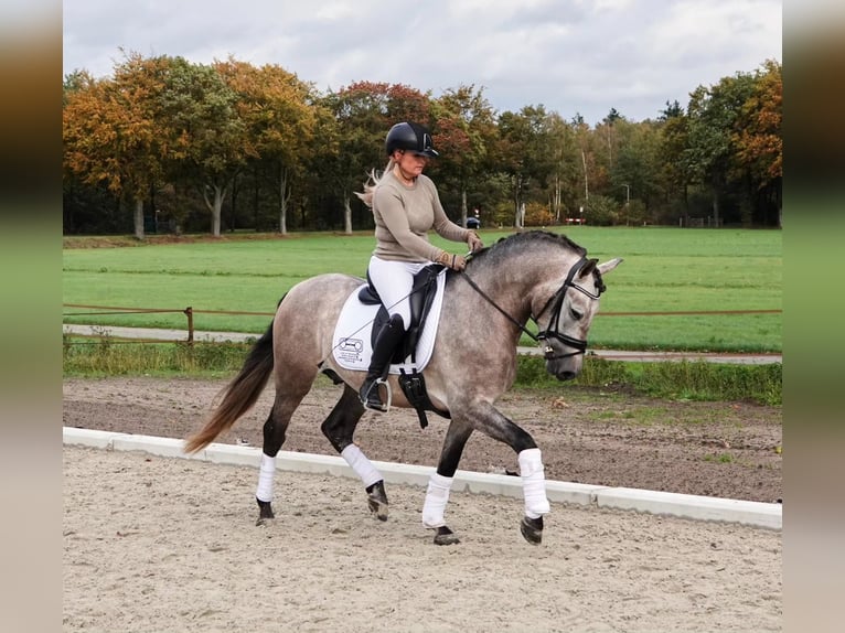 PRE Mix Wallach 6 Jahre 165 cm Schimmel in Schneverdingen