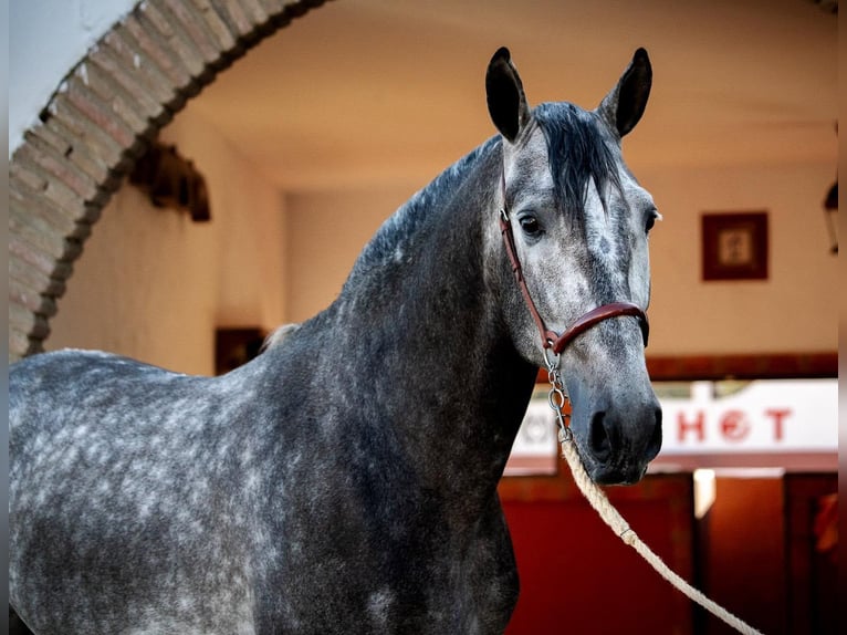 PRE Wallach 6 Jahre 165 cm Schimmel in Lengerich