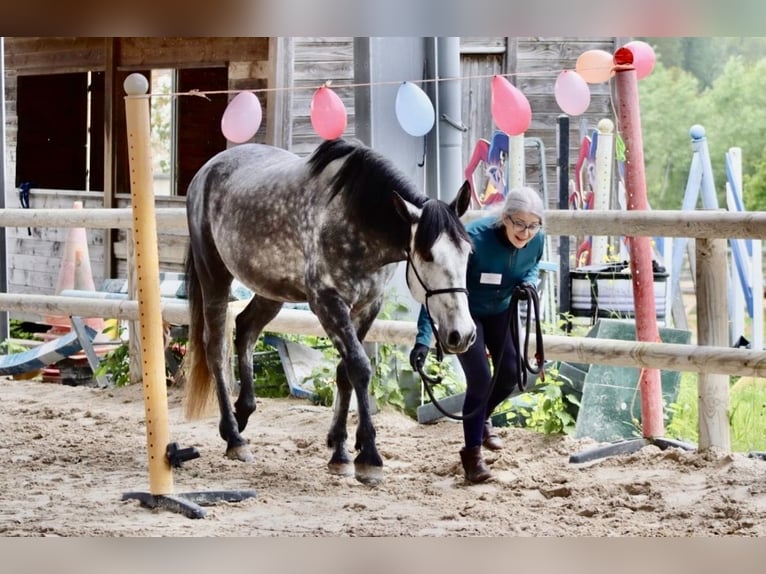 PRE Mix Wallach 6 Jahre 165 cm Schimmel in Bonnelles