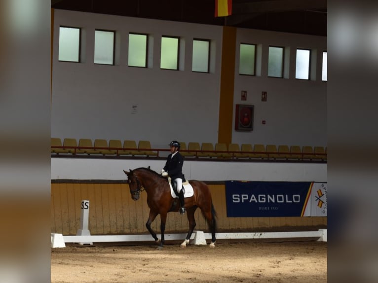 PRE Wallach 6 Jahre 166 cm Brauner in El Real De La Jara, Sevilla