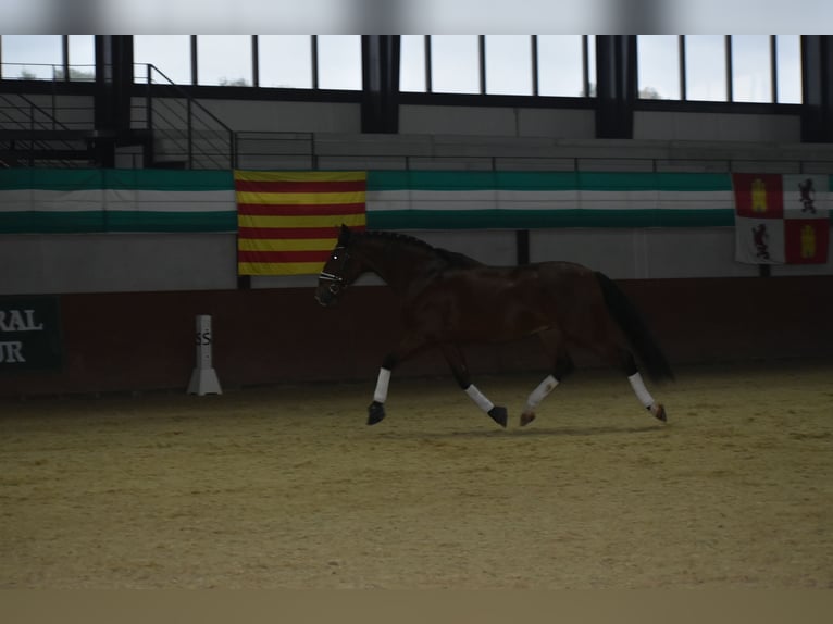 PRE Wallach 6 Jahre 166 cm Brauner in El Real De La Jara, Sevilla