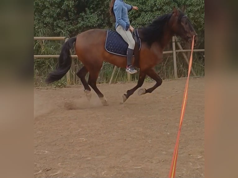PRE Wallach 6 Jahre 166 cm Brauner in El Grau De Castello/Grao