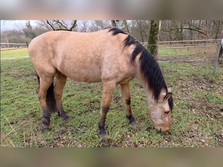 PRE Wallach 6 Jahre 166 cm Buckskin in Weiterstadt