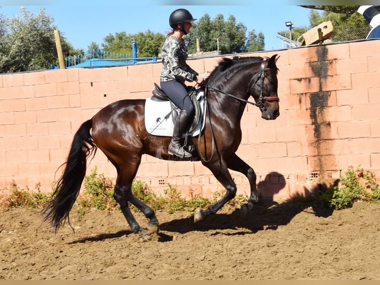 PRE Wallach 6 Jahre 166 cm Dunkelbrauner in Provinz Malaga