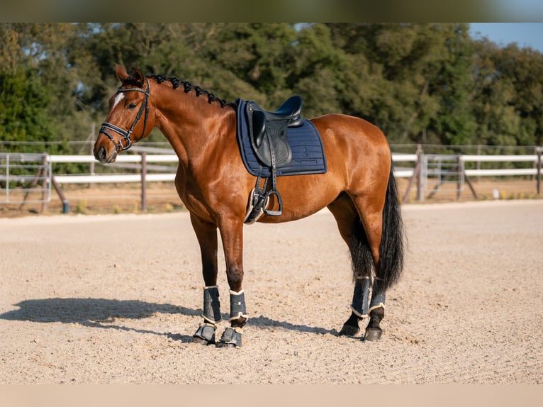 PRE Wallach 6 Jahre 166 cm Rotbrauner in Palafolls