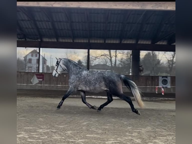PRE Mix Wallach 6 Jahre 166 cm Schimmel in petitefontaine PRE Mix Wallach 6 Jahre 166 cm Schimmel in petitefontaine