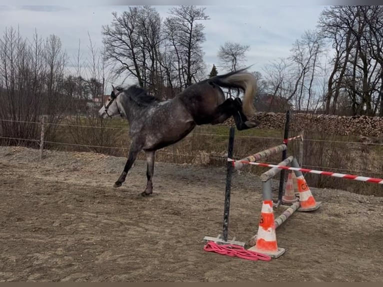 PRE Mix Wallach 6 Jahre 166 cm Schimmel in petitefontaine PRE Mix Wallach 6 Jahre 166 cm Schimmel in petitefontaine