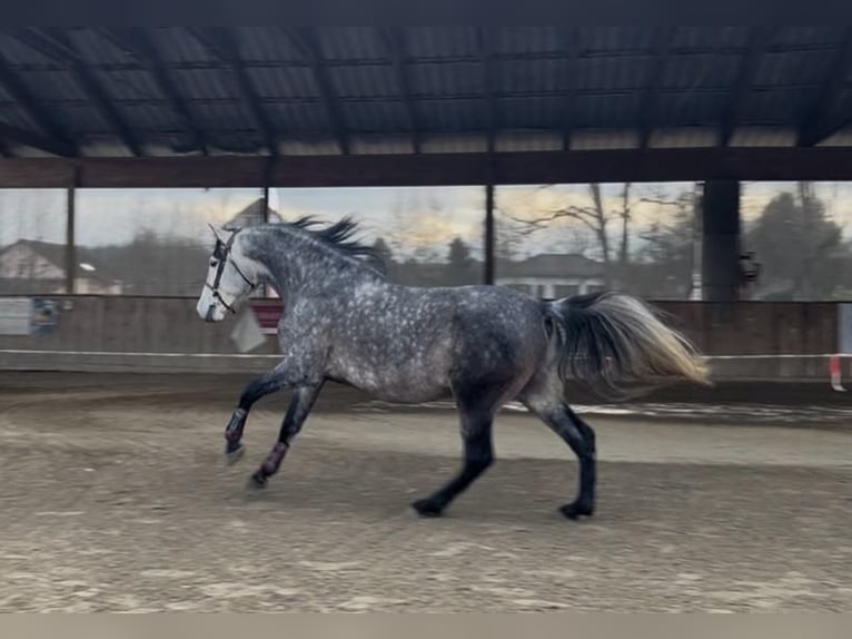 PRE Mix Wallach 6 Jahre 166 cm Schimmel in petitefontaine PRE Mix Wallach 6 Jahre 166 cm Schimmel in petitefontaine