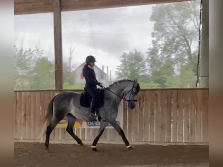 PRE Mix Wallach 6 Jahre 166 cm Schimmel in petitefontaine PRE Mix Wallach 6 Jahre 166 cm Schimmel in petitefontaine
